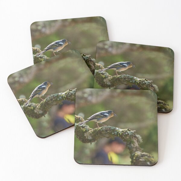 Item preview, Blue chaffinch male in Anaga forest designed and sold by Imagerisium.