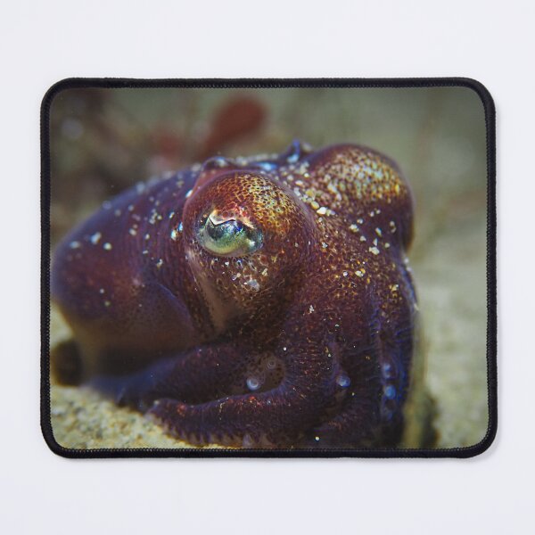 Item preview, Small Squid Big Eyes designed and sold by SalishSeascapes.