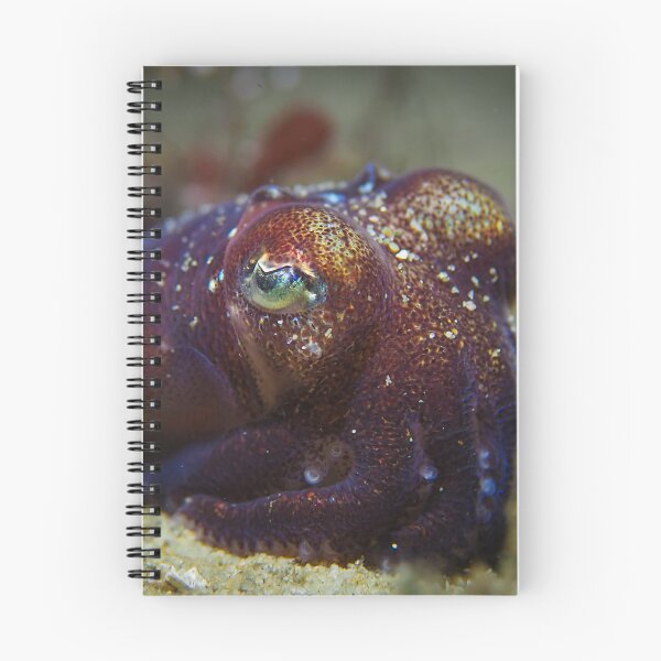 Item preview, Small Squid Big Eyes designed and sold by SalishSeascapes.
