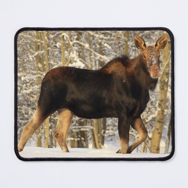 Item preview, Tatalrose, British Columbia, Moose designed and sold by PementPhotoArt.