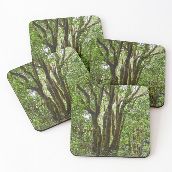 Item preview, Gnarled moss-covered laurisilva trees designed and sold by Imagerisium.