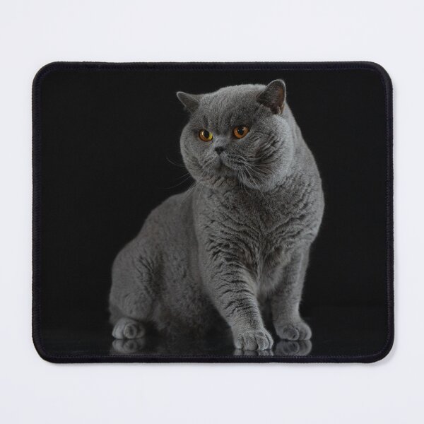 Item preview, British shorthair cat designed and sold by ART-SUNRISE.
