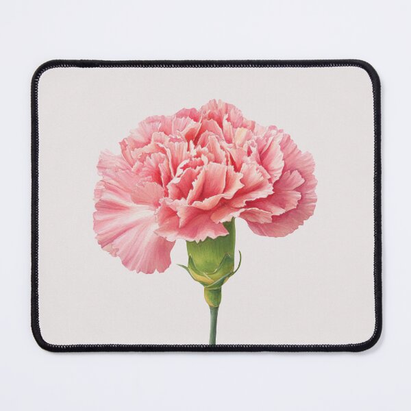 Item preview, Closeup of one Pink Carnation designed and sold by Violet Peonies.