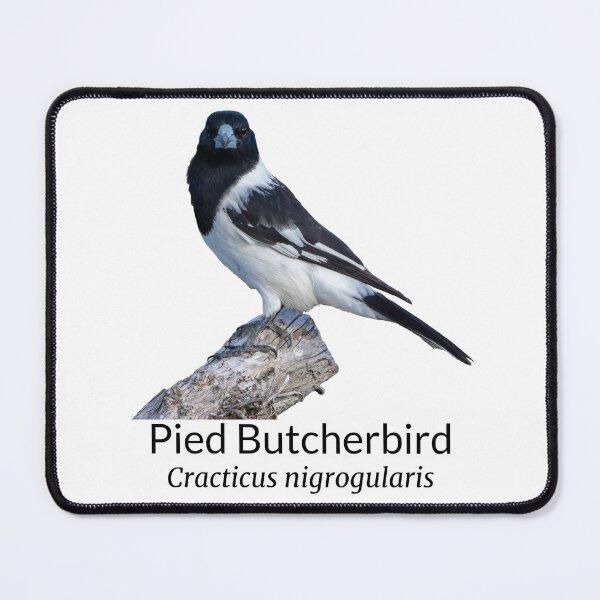 Item preview, Pied Butcherbird Australian Bird with Scientific Name designed and sold by Barry Callister Photography.