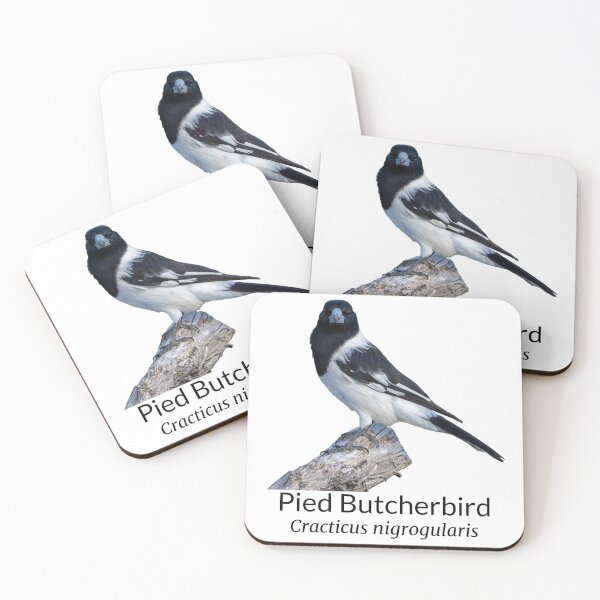 Item preview, Pied Butcherbird Australian Bird with Scientific Name designed and sold by Barry Callister Photography.
