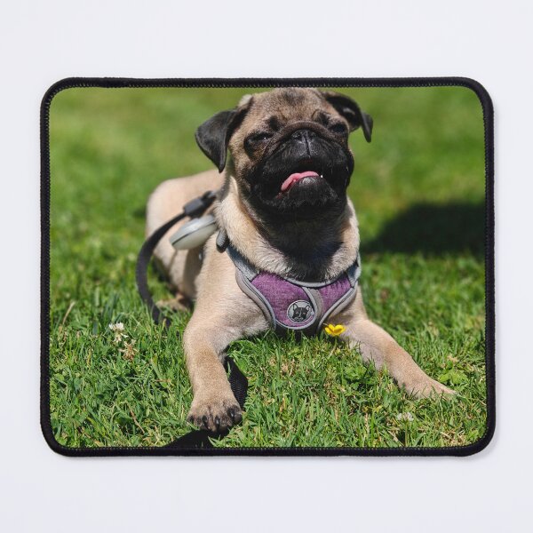 Item preview, Pug in the sun designed and sold by LivingwithPasta.