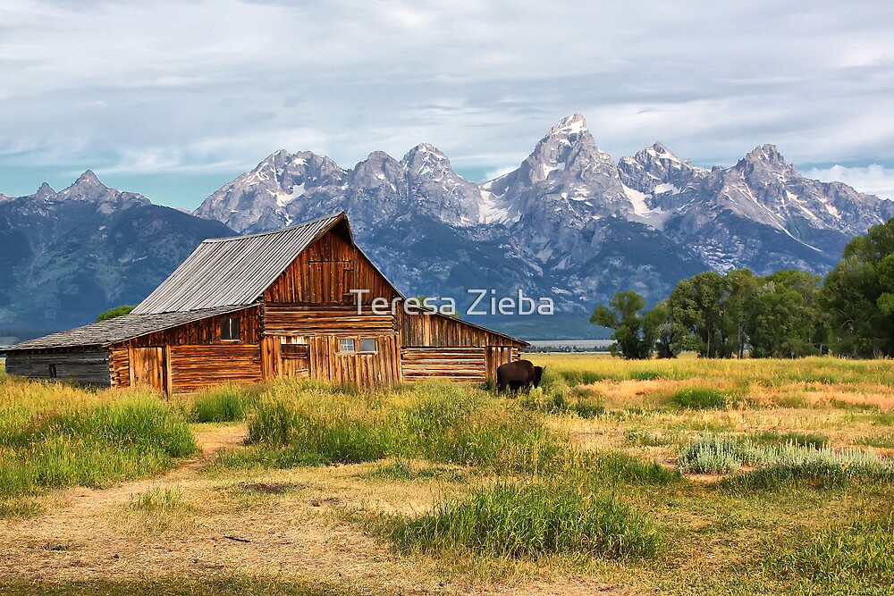 "Barn in Grand Tetons" by Teresa Zieba Redbubble