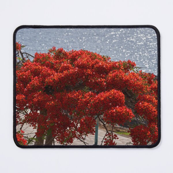 Item preview, Royal Poinciana in bloom by sea designed and sold by Imagerisium.