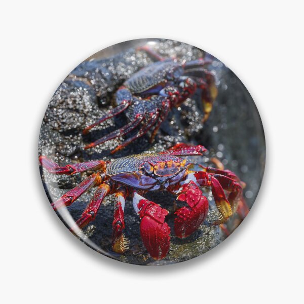Item preview, Sally Lightfoot crab on volcanic rock designed and sold by Imagerisium.