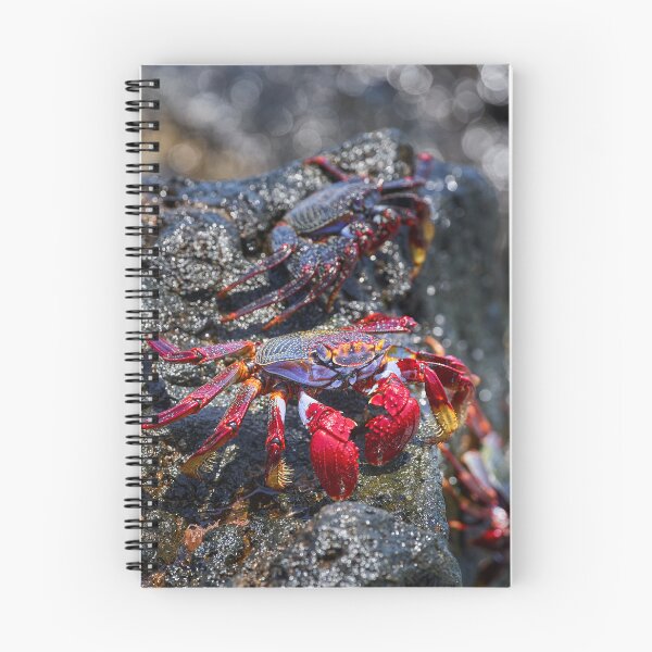 Item preview, Sally Lightfoot crab on volcanic rock designed and sold by Imagerisium.