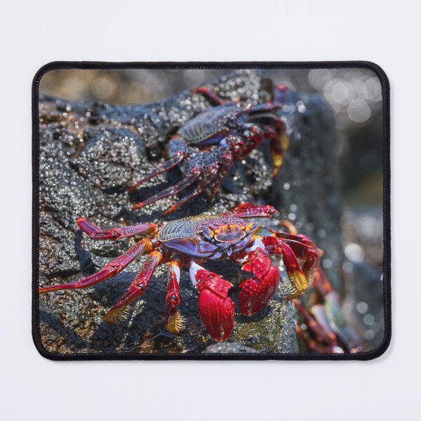 Item preview, Sally Lightfoot crab on volcanic rock designed and sold by Imagerisium.