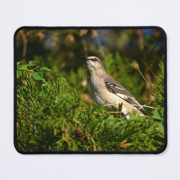 Item preview, Beautiful Mockingbird Singing designed and sold by MercerImages.