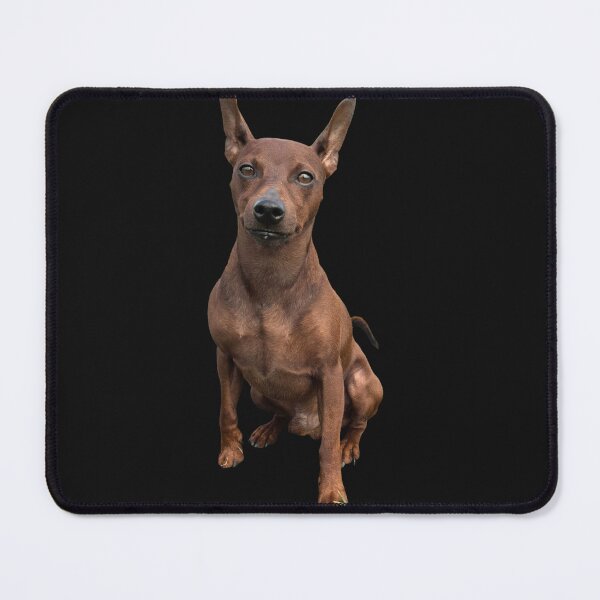 Item preview, Cute Miniature Pinscher – Small Dog Big Heart designed and sold by mackson88.