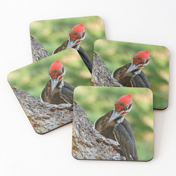 Item preview, An Industrious Male Pileated Woodpecker designed and sold by walkswithnature.