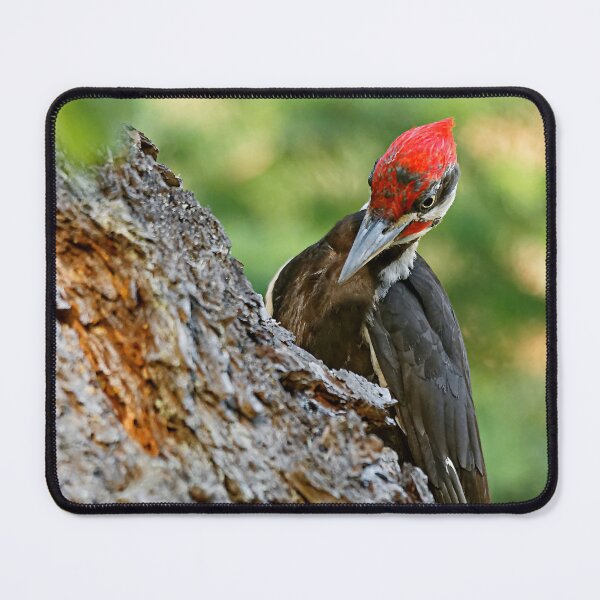 Item preview, An Industrious Male Pileated Woodpecker designed and sold by walkswithnature.