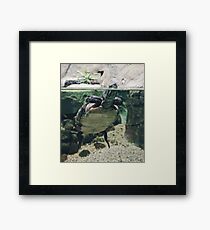 Turtle Framed Print