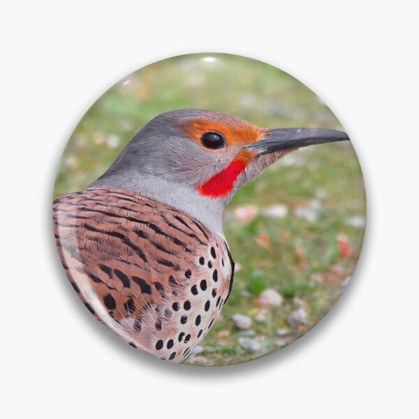 Item preview, A Bold Ground Foraging Red-Shafted Northern Flicker designed and sold by walkswithnature.