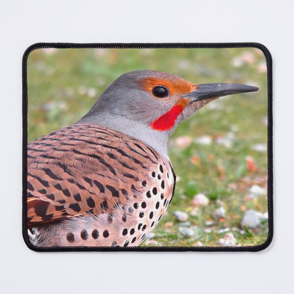 Item preview, A Bold Ground Foraging Red-Shafted Northern Flicker designed and sold by walkswithnature.