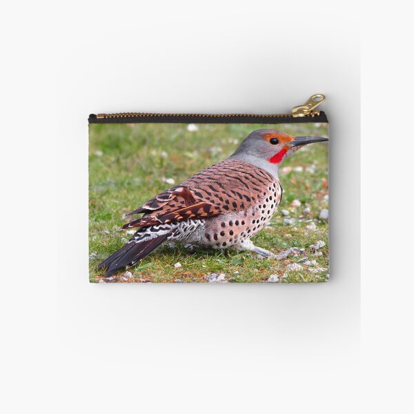 Item preview, A Bold Ground Foraging Red-Shafted Northern Flicker designed and sold by walkswithnature.