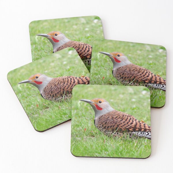 Item preview, A Bold Ground Foraging Red-Shafted Northern Flicker designed and sold by walkswithnature.