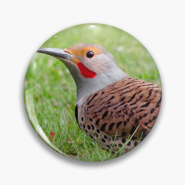 Item preview, A Bold Ground Foraging Red-Shafted Northern Flicker designed and sold by walkswithnature.