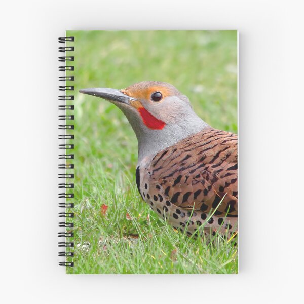 Item preview, A Bold Ground Foraging Red-Shafted Northern Flicker designed and sold by walkswithnature.
