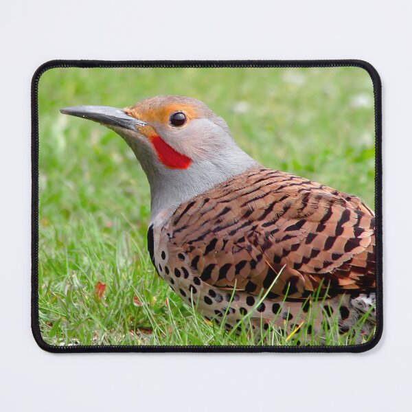 Item preview, A Bold Ground Foraging Red-Shafted Northern Flicker designed and sold by walkswithnature.