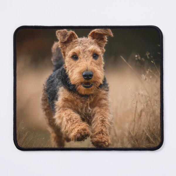 Item preview, Welsh Terrier designed and sold by Elisabeth Lucas.