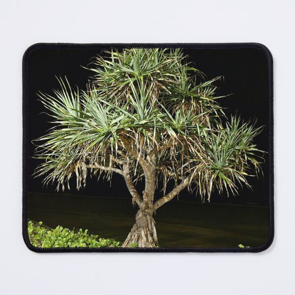 Item preview, Pandanus palm designed and sold by elsha.