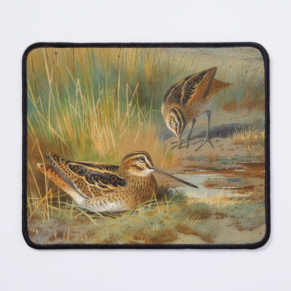 Item preview, Archibald Thorburn: A Pair of Snipe designed and sold by Tridentulus.