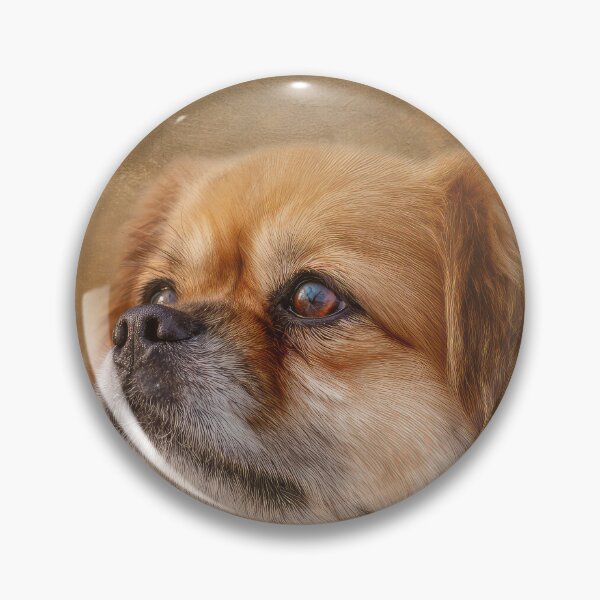 Item preview, Tibetan Spaniel Portrait designed and sold by Elisabeth Lucas.