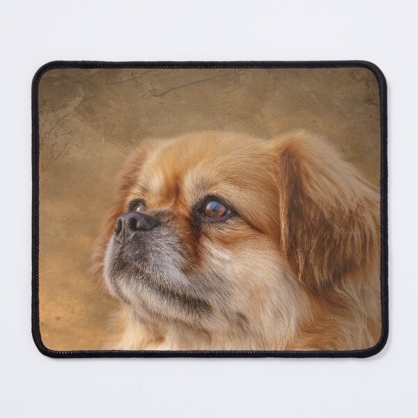 Item preview, Tibetan Spaniel Portrait designed and sold by Elisabeth Lucas.