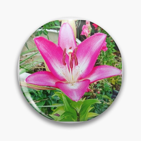 Item preview, pink lily designed and sold by Goozeling.