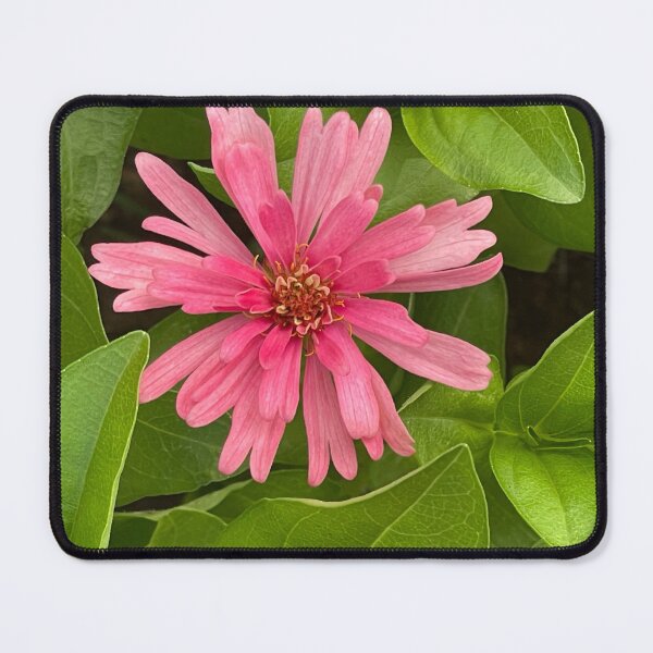 Item preview, Pink zinnia flower designed and sold by redsamm.