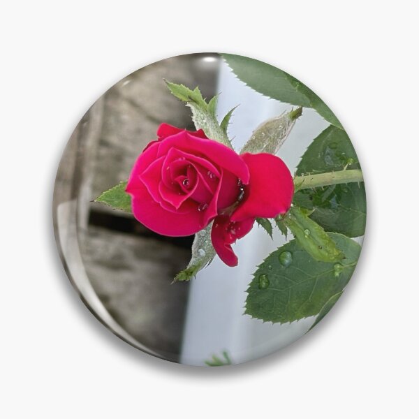 Item preview, raindrops on pink rose designed and sold by redsamm.