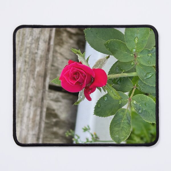 Item preview, raindrops on pink rose designed and sold by redsamm.