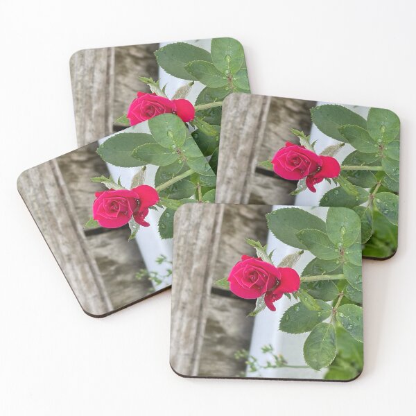 Item preview, raindrops on pink rose designed and sold by redsamm.