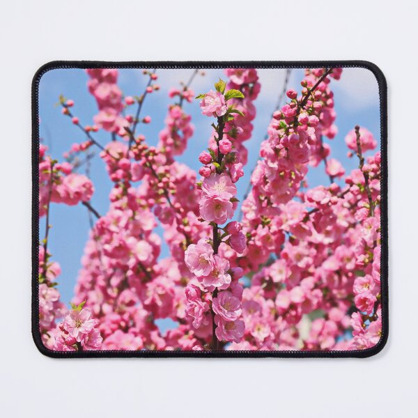 Item preview, Blooming Pink Sakura Against Bright Blue Sky designed and sold by Holub Art Studio & design.