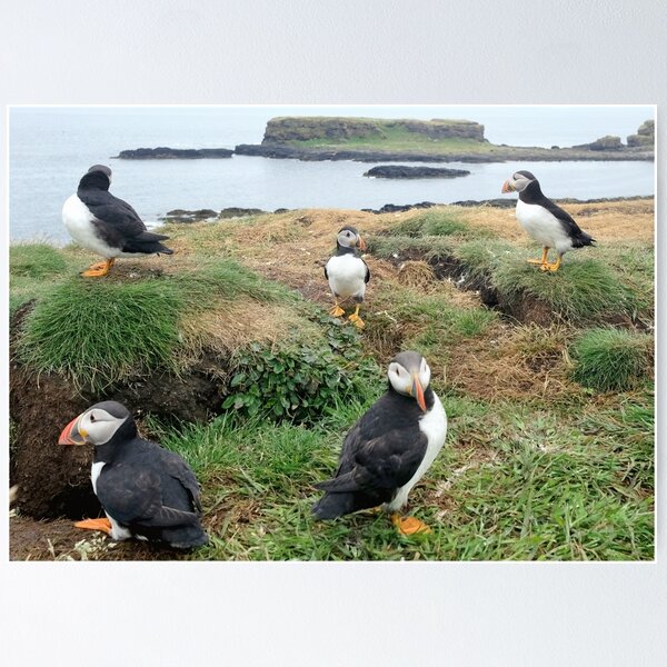 Item preview, puffins of the Treshnish Isles designed and sold by Thistle Images.