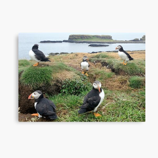 puffins of the Treshnish Isles Canvas Print