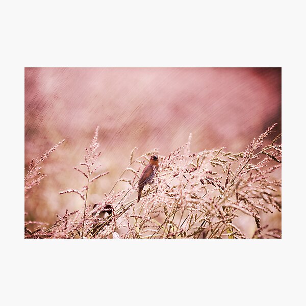 "Carefree Day" Photographic Print