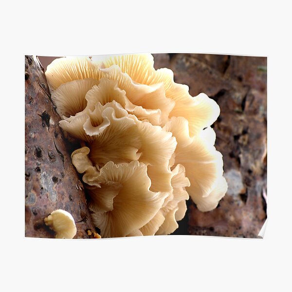 Burleigh Heads Fungus Poster