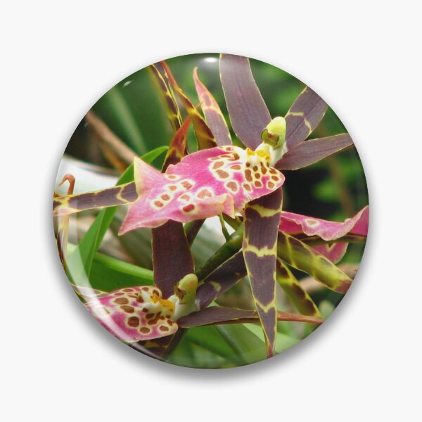 Item preview, Miltassia Shelob 'Tolkien" Orchid designed and sold by IndyLady.