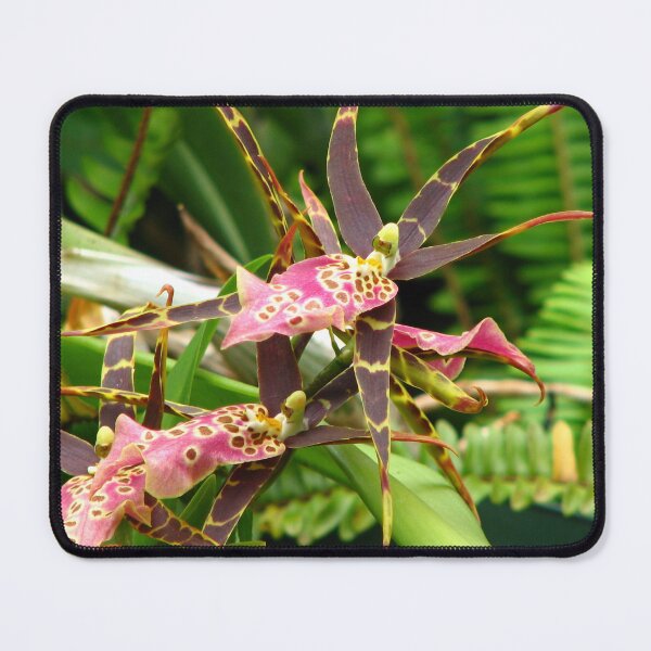 Item preview, Miltassia Shelob 'Tolkien" Orchid designed and sold by IndyLady.