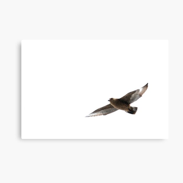 Item preview, Shetland Bonxie designed and sold by Richard Ion.