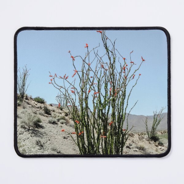 Item preview, Ocotillo in the Anza Borrego Desert designed and sold by heatherfriedman.