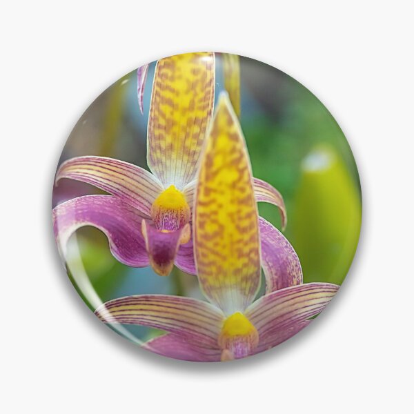 Item preview, UK. Scotland. Glasgow. Botanic Gardens. Orchids. designed and sold by vadim19.
