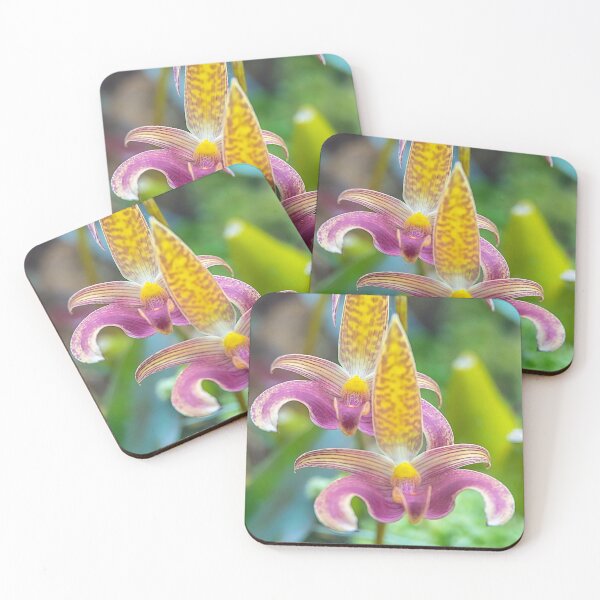 Item preview, UK. Scotland. Glasgow. Botanic Gardens. Orchids. designed and sold by vadim19.