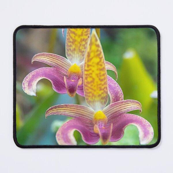 Item preview, UK. Scotland. Glasgow. Botanic Gardens. Orchids. designed and sold by vadim19.
