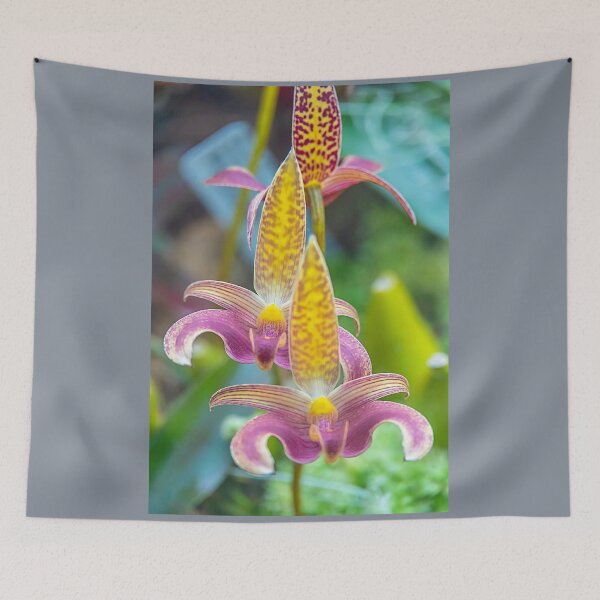Item preview, UK. Scotland. Glasgow. Botanic Gardens. Orchids. designed and sold by vadim19.
